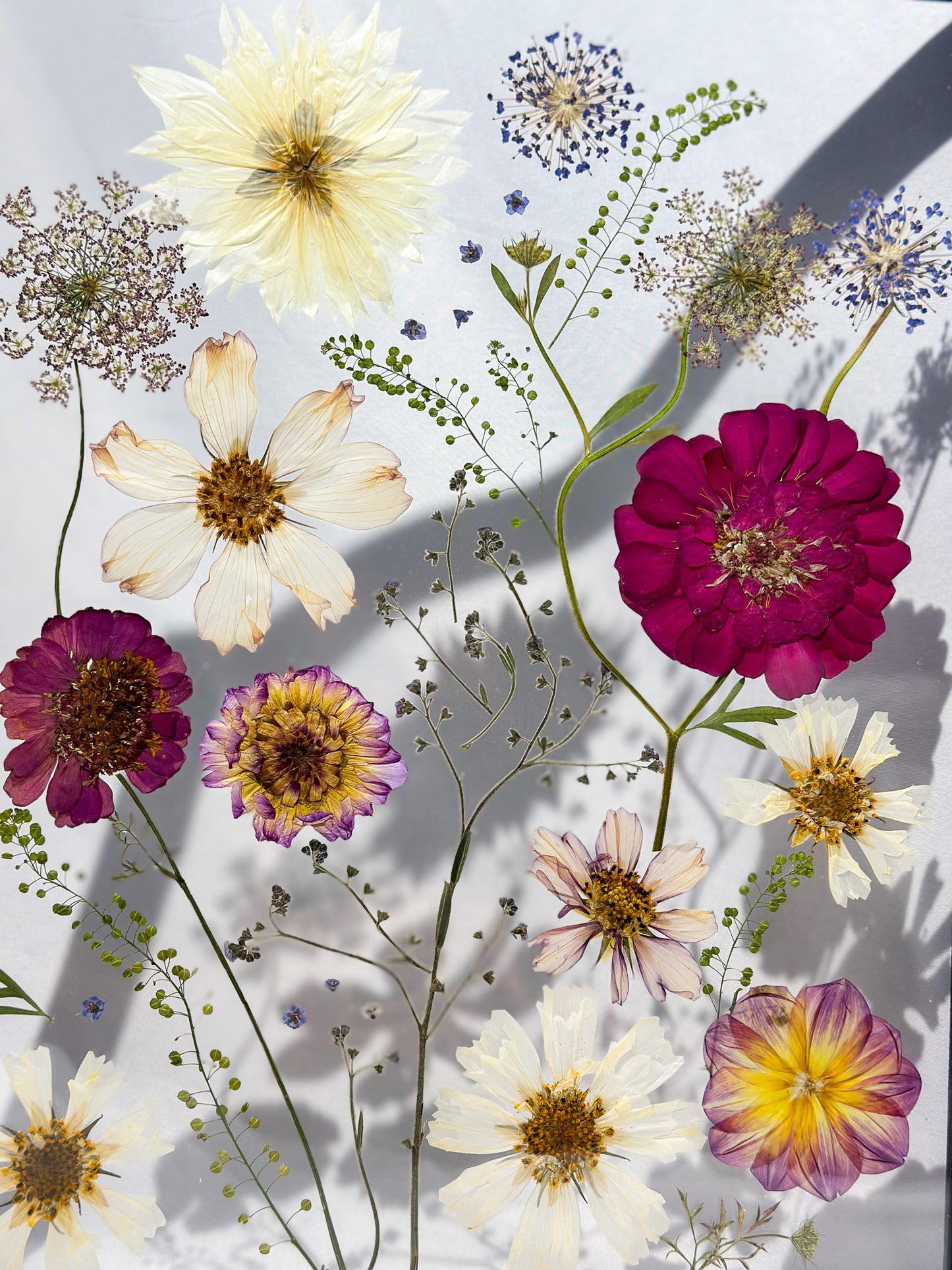 Pressed Blooms IV - Beauty